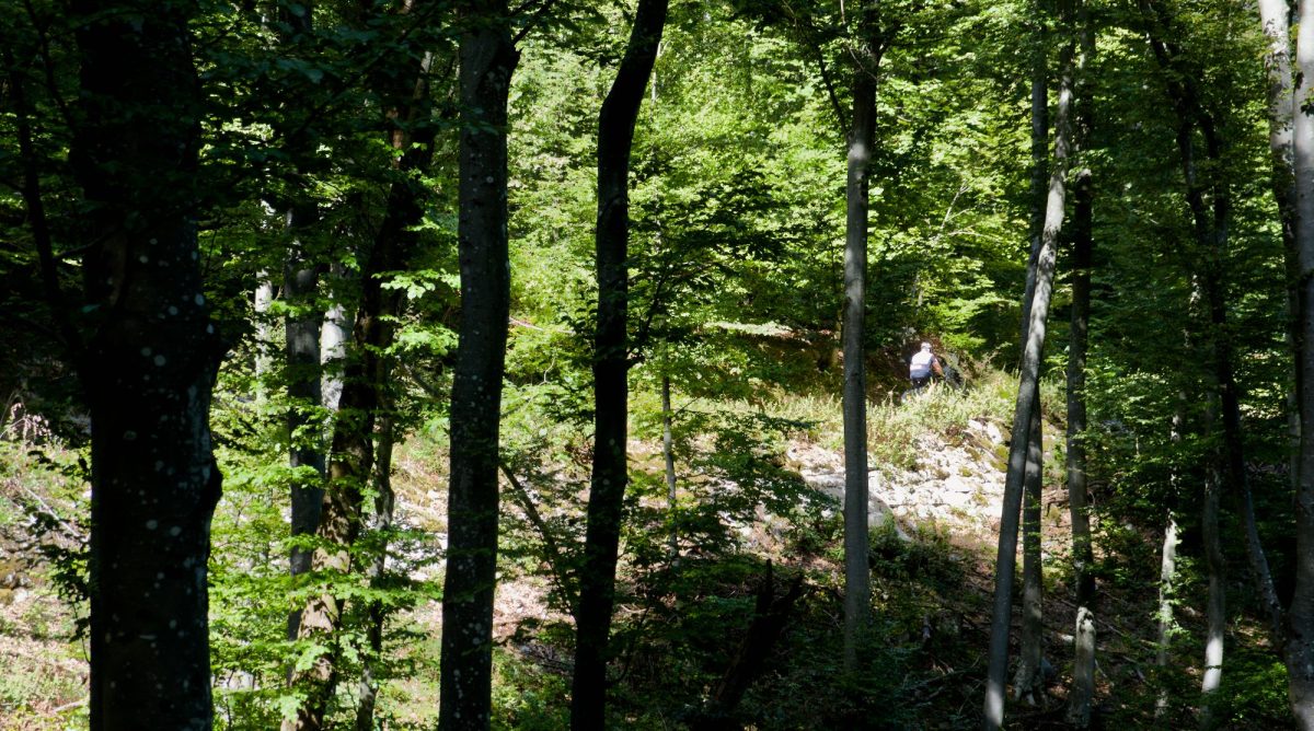 The macadam road leads us through the dense forest.