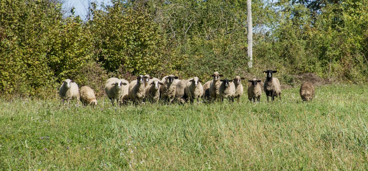 Under the watchful eye of the woolly beauties.