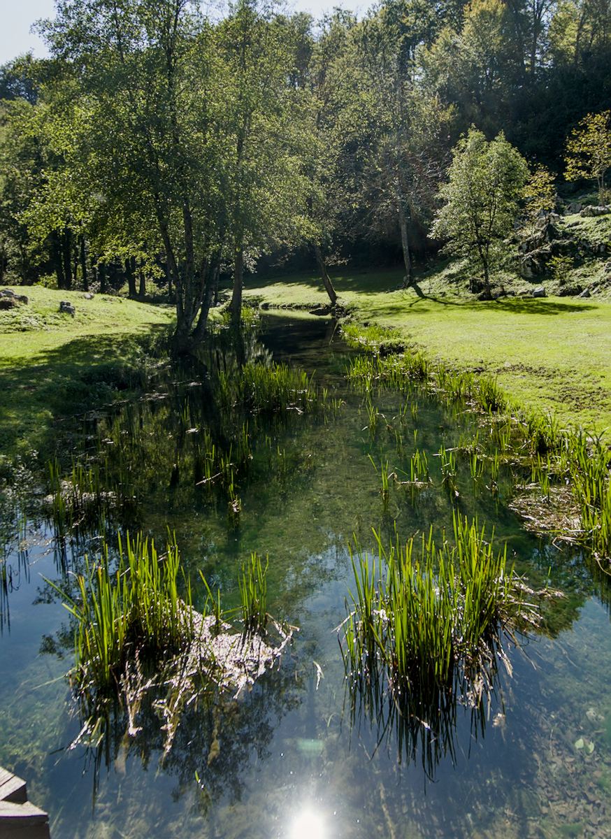 The Bistrica stream, with its crystal-clear water, is teeming with underwater life.